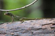 Martinique-Anolis (Anolis roquet) auf der Îlet Chancel, Martinique