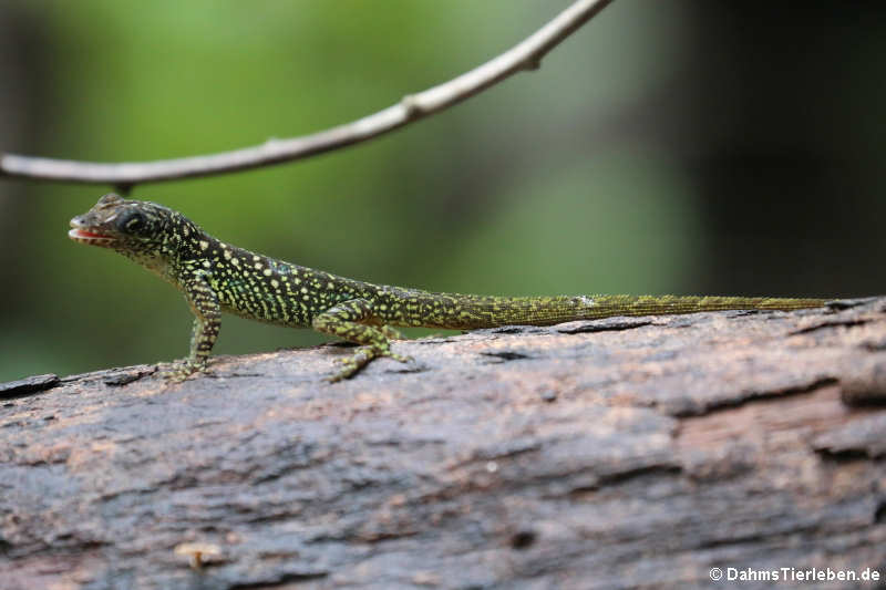 Martinique-Anolis Anolis roquet-4