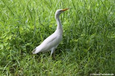 Ardea ibis-5