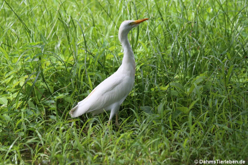 Kuhreiher (Ardea ibis)