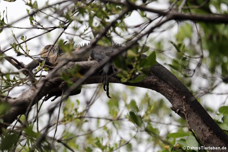 Iguana delicatissima