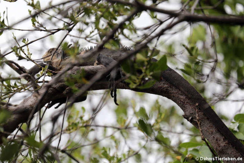 Karibischer Grüner Leguan (Iguana delicatissima)