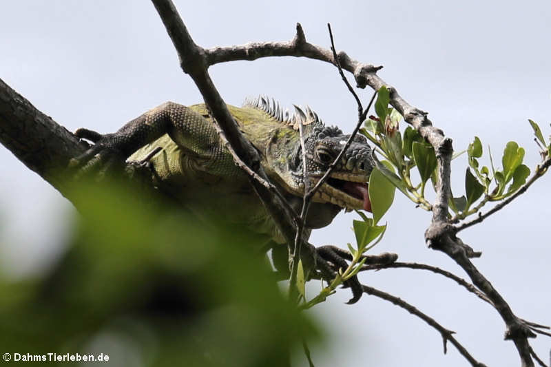 Karibischer Grüner Leguan (Iguana delicatissima)