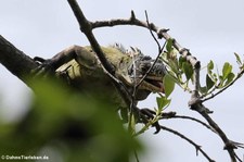 Karibischer Grüner Leguan (Iguana delicatissima) auf der Îlet Chancel, Martinique