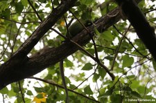 Karibischer Grüner Leguan (Iguana delicatissima) auf der Îlet Chancel, Martinique