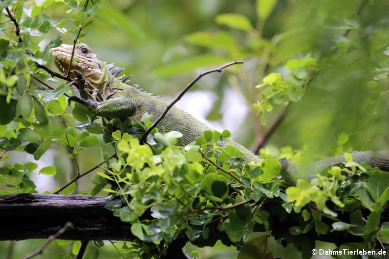 Karibischer Grüner Leguan (Iguana delicatissima)