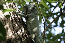 Grüner Leguan (Iguana iguana) auf Martinique