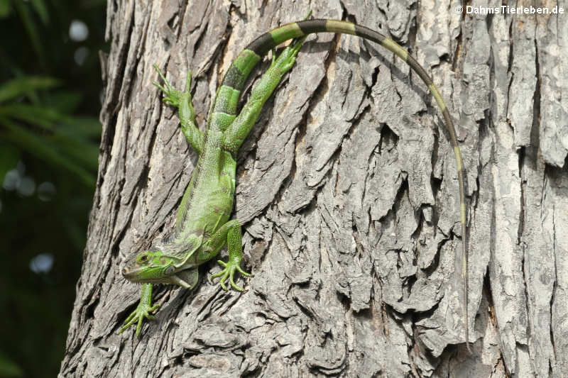 Grüner Leguan auf Martinique