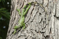 Grüner Leguan (Iguana iguana) auf Martinique