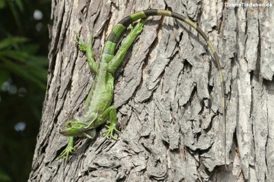 Grüner Leguan auf Martinique