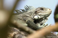 Grüner Leguan (Iguana iguana) auf Martinique