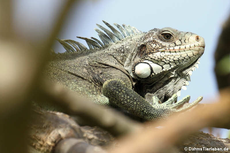 Iguana iguana