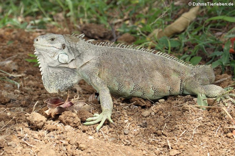 Iguana iguana