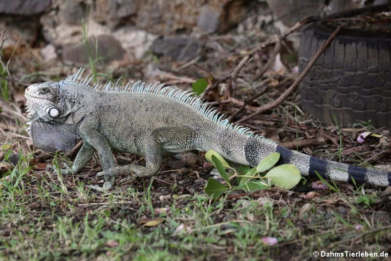 Iguana iguana