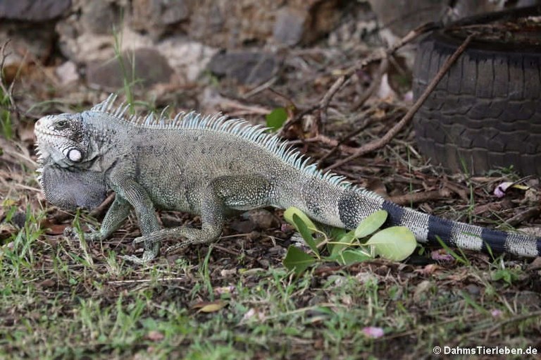 Iguana iguana