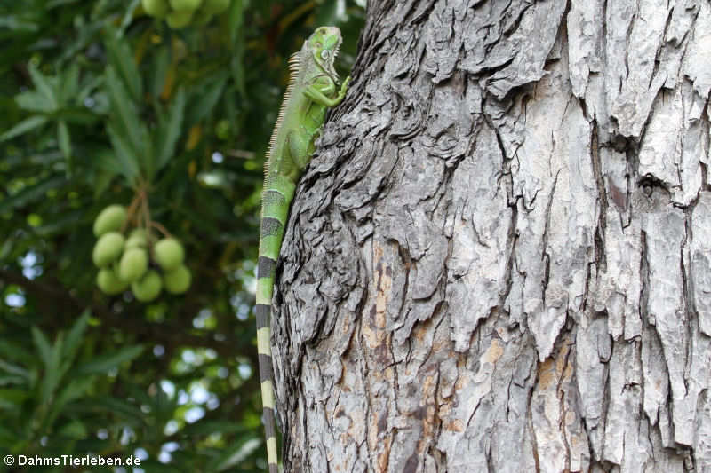 Iguana iguana