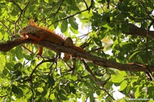 Grüner Leguan (Iguana iguana) auf Martinique