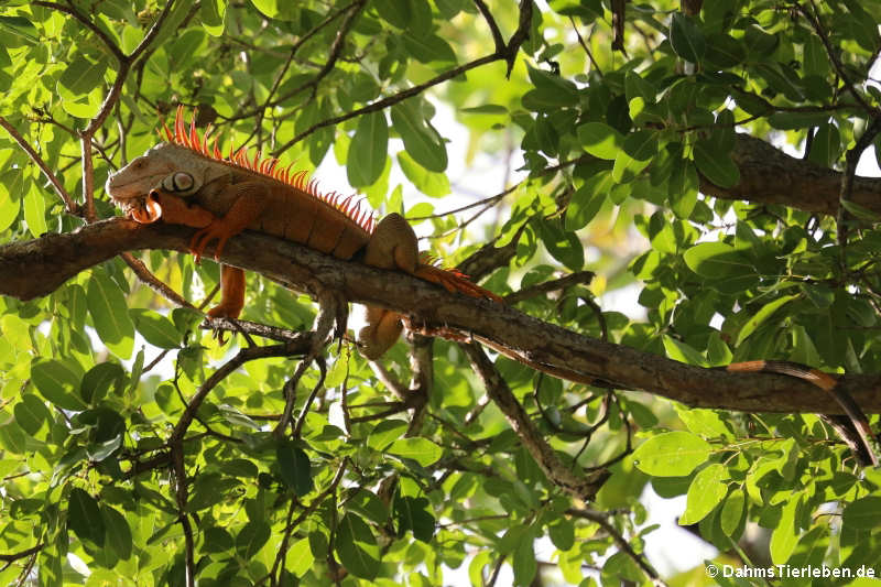 Grüner Leguan auf Martinique