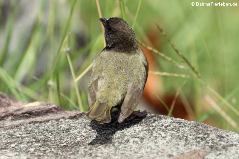 Jamaika-Gimpelfink (Melanospiza bicolor omissa)