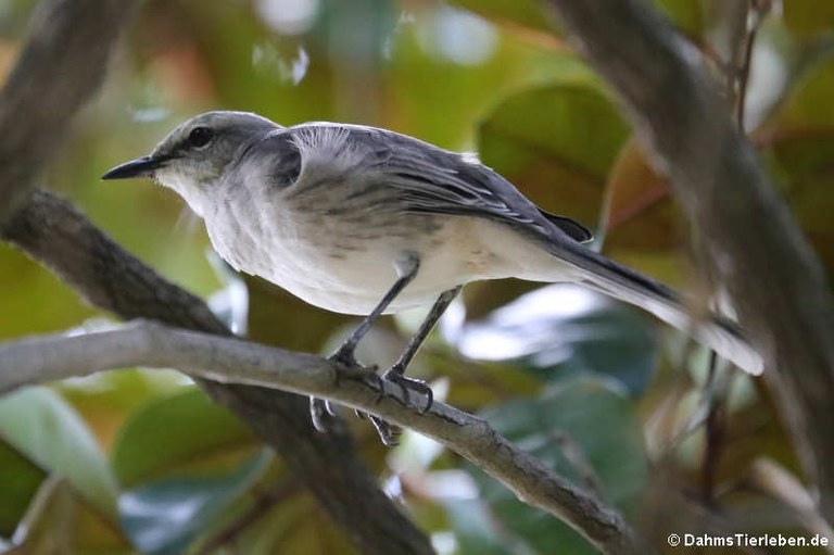 Mimus gilvus antillarum