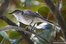 Tropenspottdrossel (Mimus gilvus antillarum) auf Martinique