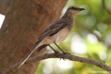 Tropenspottdrossel (Mimus gilvus antillarum) auf Martinique