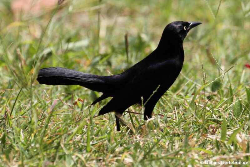 Quiscalus lugubris guadeloupensis