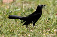 männliche Trauergrackel (Quiscalus lugubris guadeloupensis) in Fort-de-France, Martinique