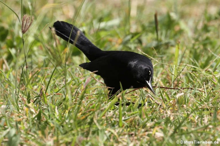 Quiscalus lugubris guadeloupensis