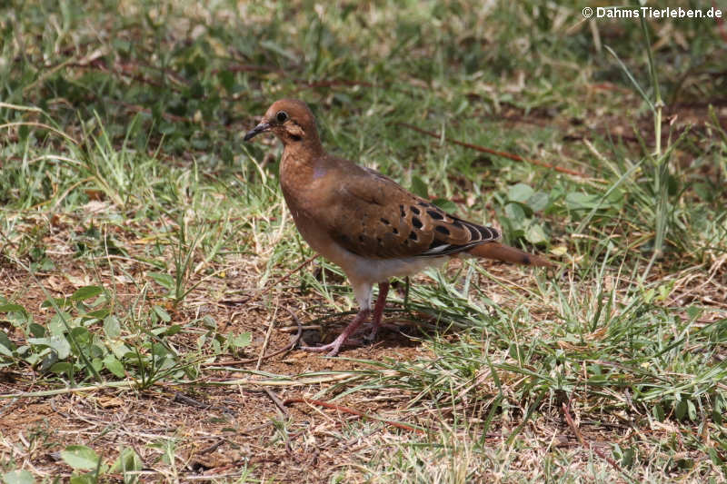 Zenaida aurita aurita