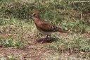 Zenaida aurita aurita