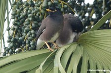 Acridotheres tristis tristis-6