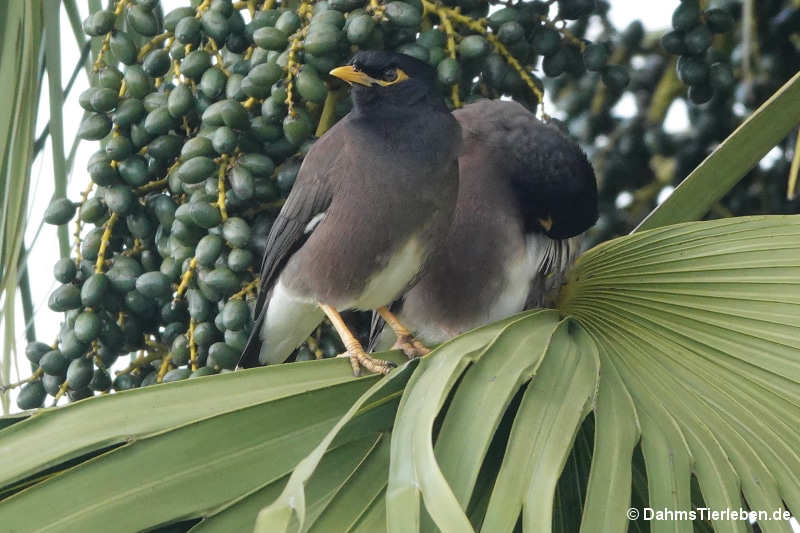 Acridotheres tristis