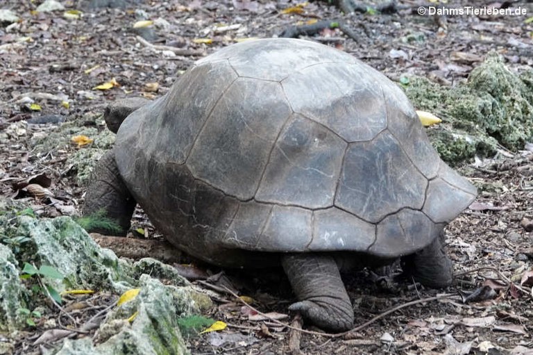 Aldabrachelys gigantea
