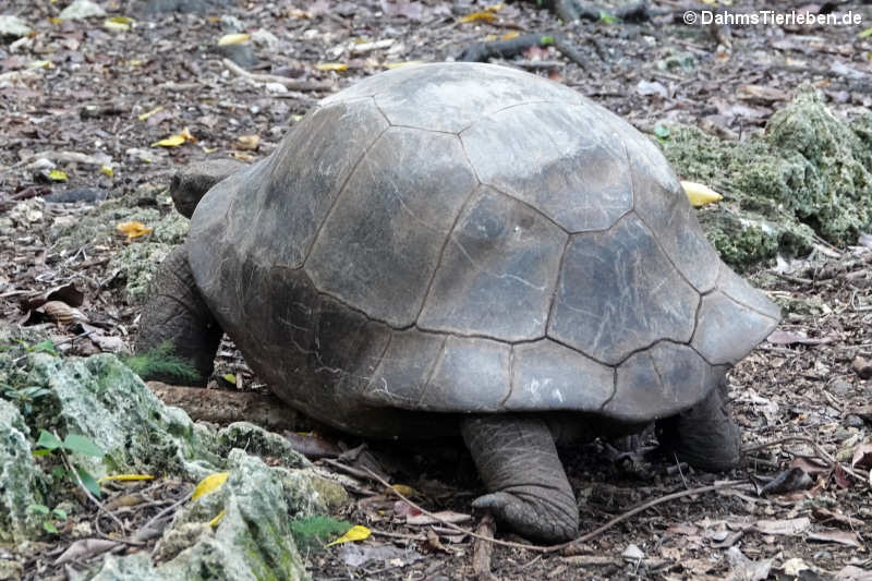 Aldabrachelys gigantea