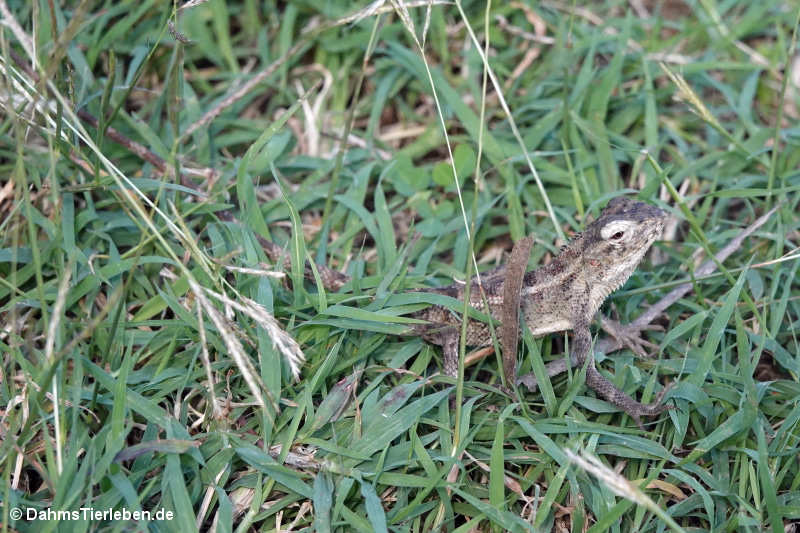 Calotes versicolor