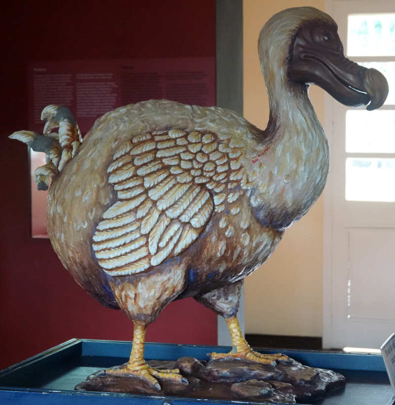 Dodo Raphus cucullatus-1