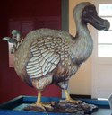 Dodo (Raphus cucullatus)