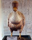 Dodo (Raphus cucullatus)