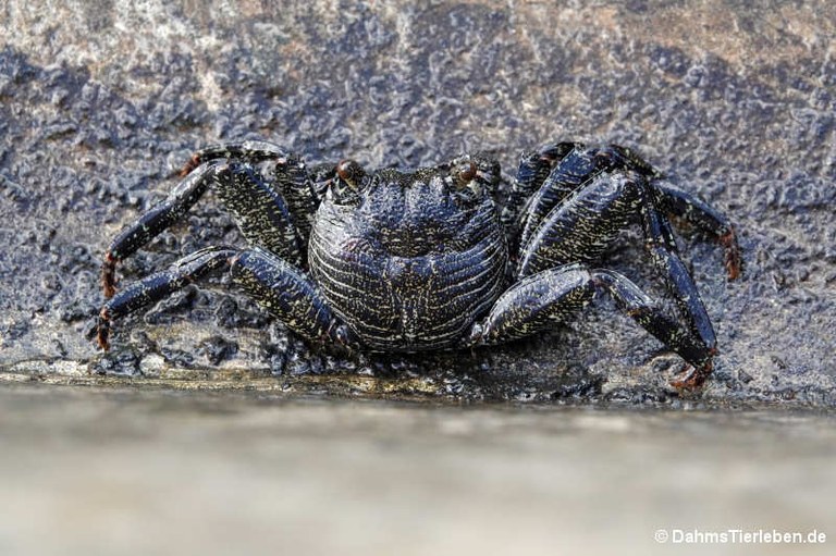 Grapsus tenuicrustatus