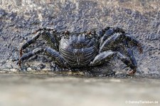Grapsus tenuicrustatus-1