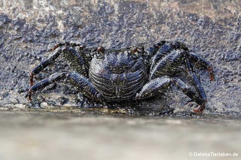 Grapsus tenuicrustatus-1