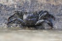 Grapsus tenuicrustatus