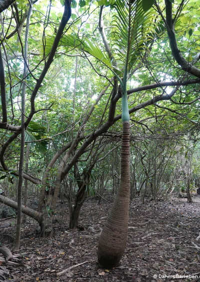 Hyophorbe lagenicaulis