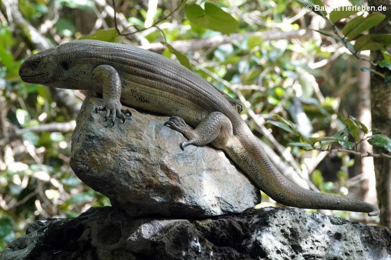 Leiolopisma mauritiana