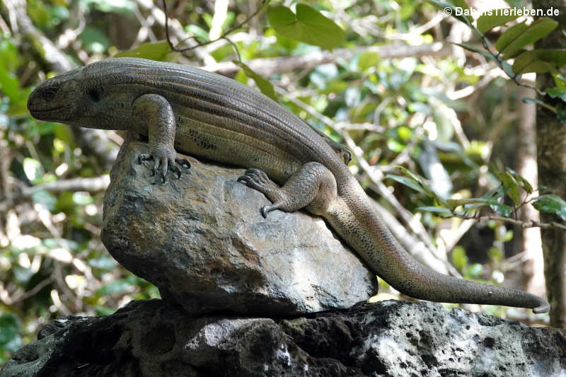 Leiolopisma mauritiana