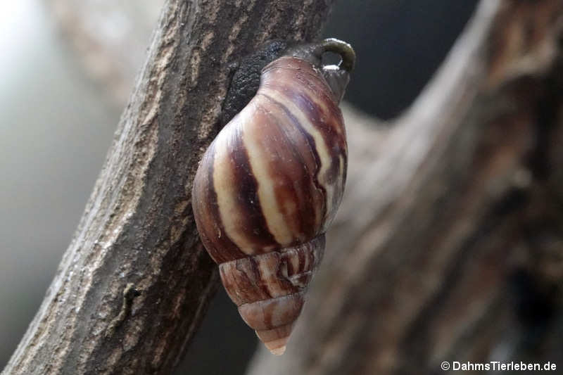 Lissachatina fulica