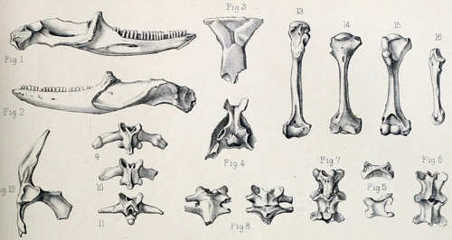 Leiolopisma mauritiana-2