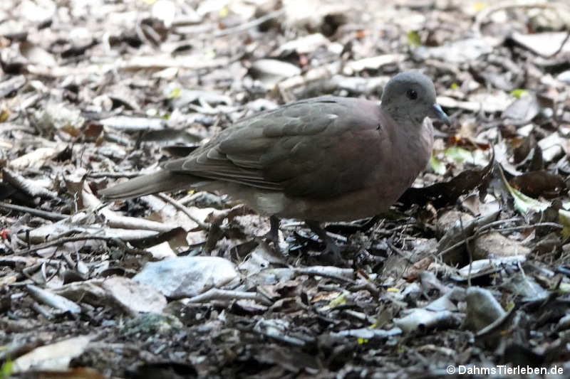 Nesoenas picturatus