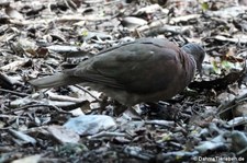 Nesoenas picturatus picturatus-1